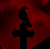 raven